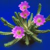 Echinocereus_blankii